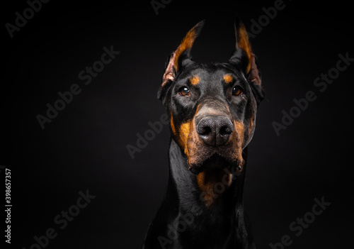 Portrait of a Doberman dog on an isolated black background.