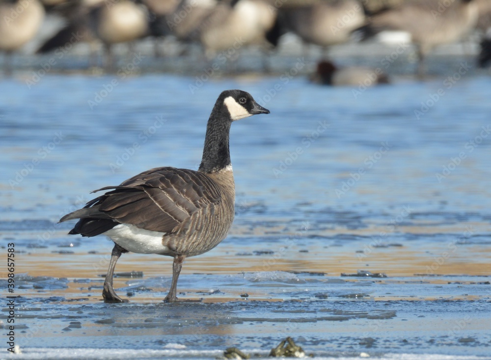 A Cackling Goose swims on a pond on the Colorado prairie. A Cackling Goose swims on a pond on the Colorado prairie.