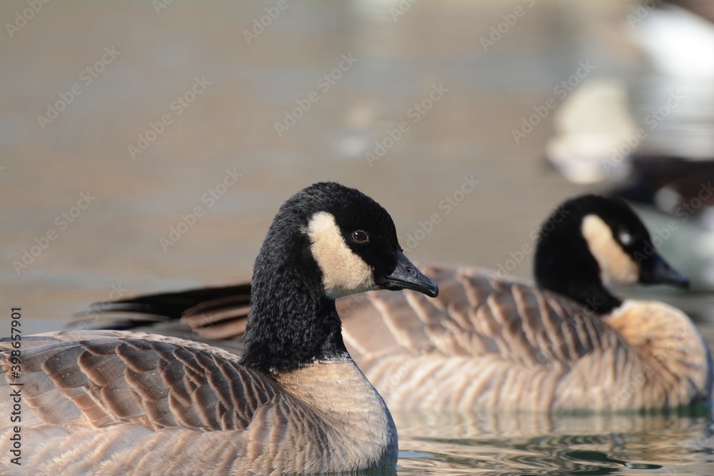 A Cackling Goose swims on a pond on the Colorado prairie. A Cackling Goose swims on a pond on the Colorado prairie.