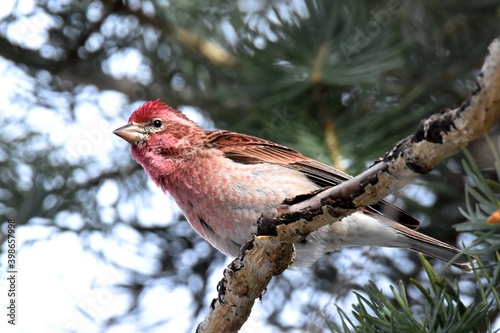 A Cassin's Finch perches on a branch in the Colorado forest. photo