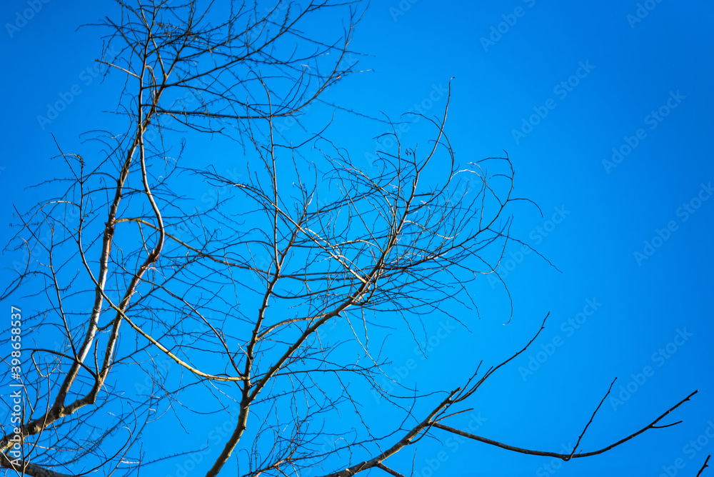 Tree branches on blue sky background Tree branches on blue sky background