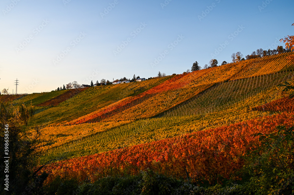 Beautiful view of an autumnal vineyard landscape panorama in Germany during sunset. The red and yellow vineyards are illuminated by the golden sunlight.