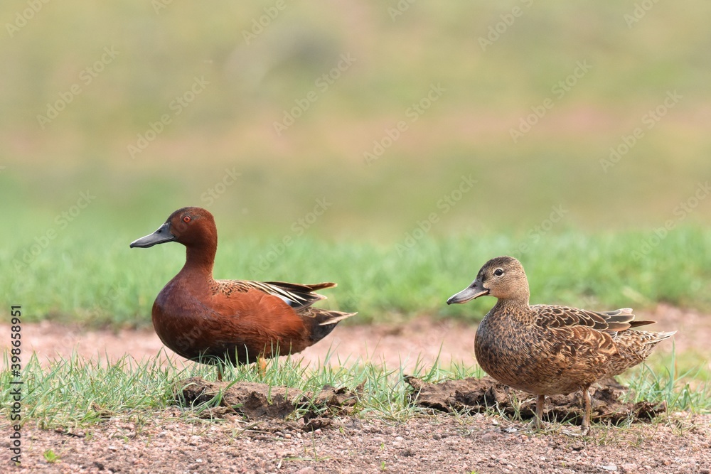 A Cinnamon Teal pair forage in a small pond in eastern Colorado. A Cinnamon Teal pair forage in a small pond in eastern Colorado.