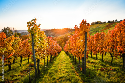 Fantastic colorful view of a sunset in the vineyards during autumn.
