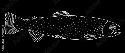 Rainbow trout fish hand drawn. White contour of fish on black background. Vector illustration.