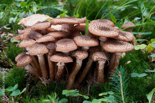 Edible mushroom Armillaria ostoyae in the spruce forest. Known as Honey Mushroom or Dark Honey Fungus. Wild mushrooms growing growing in the grass.