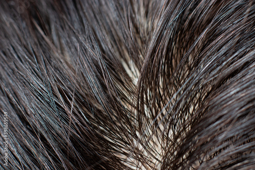 Greasy dirty human hair roots, macro photo. Brunette, dark unpainted hair, washing with shampoo, hair care