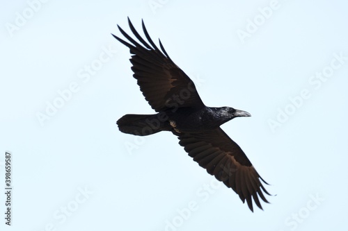 A Common Raven flies above the Colorado prairie.