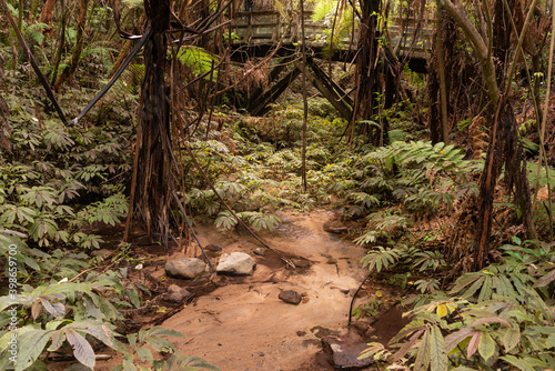 Small stream running through dense forest undergrowth, with an old, wooden, pedestrian bridge in the background. Maungatautari, New Zealand. photo