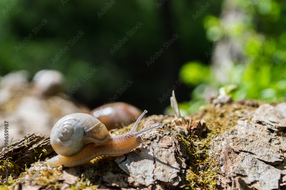 Wild little snail closeup in the green forest with blurred background Wild little snail closeup in the green forest with blurred background