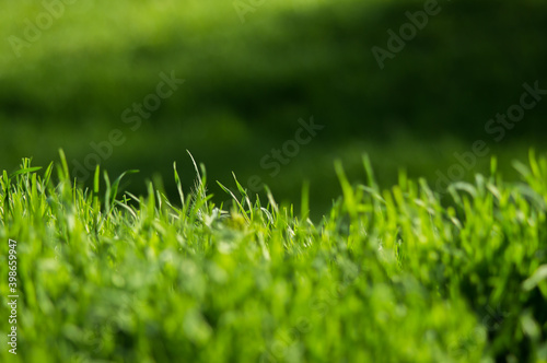 Green grass with fresh leaves closeup with blurred background