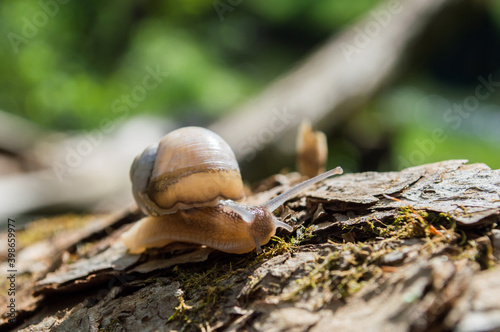 Wild little snail closeup in the green forest with blurred background