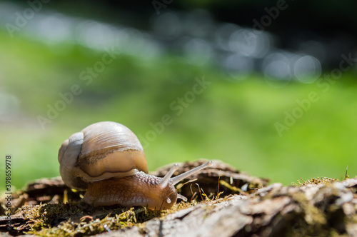 Wild little snail closeup in the green forest with blurred background