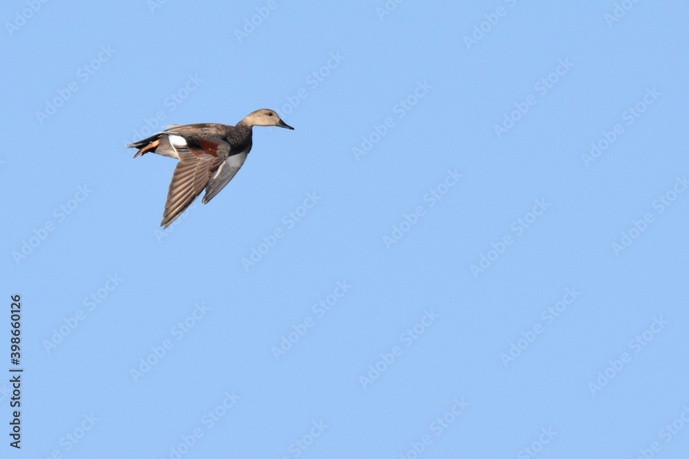 A Gadwall flies over the Colorado prairie A Gadwall flies over the Colorado prairie