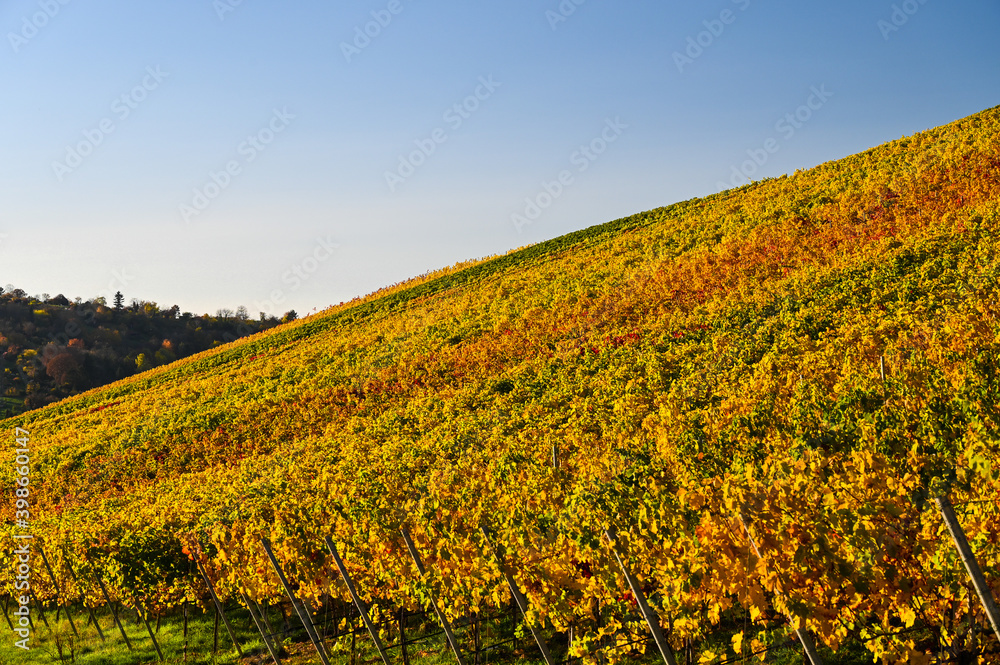 Beautiful view of a yellow and red colored vineyard under a clear blue sky during autumn.
