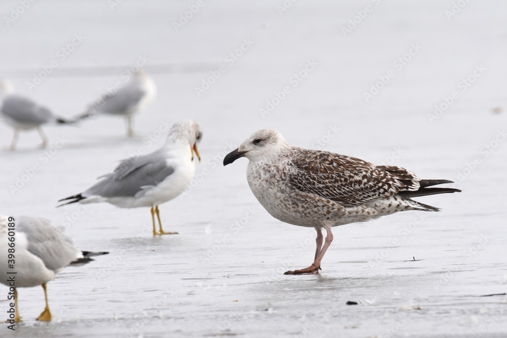 An immature Great Black-backed Gull feeds on ice during the Colorado winter. An immature Great Black-backed Gull feeds on ice during the Colorado winter.