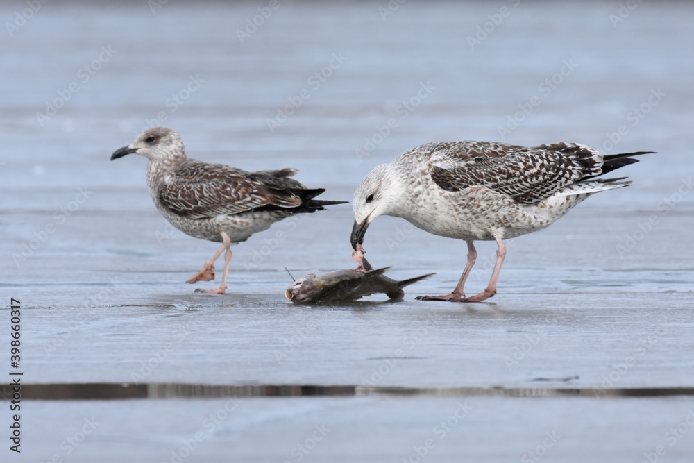 An immature Great Black-backed Gull feeds on ice during the Colorado winter. An immature Great Black-backed Gull feeds on ice during the Colorado winter.