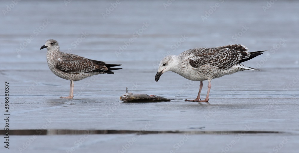 An immature Great Black-backed Gull feeds on ice during the Colorado winter. An immature Great Black-backed Gull feeds on ice during the Colorado winter.