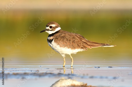 A Killdeer walks along a shore on a cold Colorado morning.