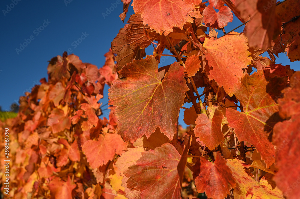 Close-up of red colored vine leaves in a vineyard during autumn. 