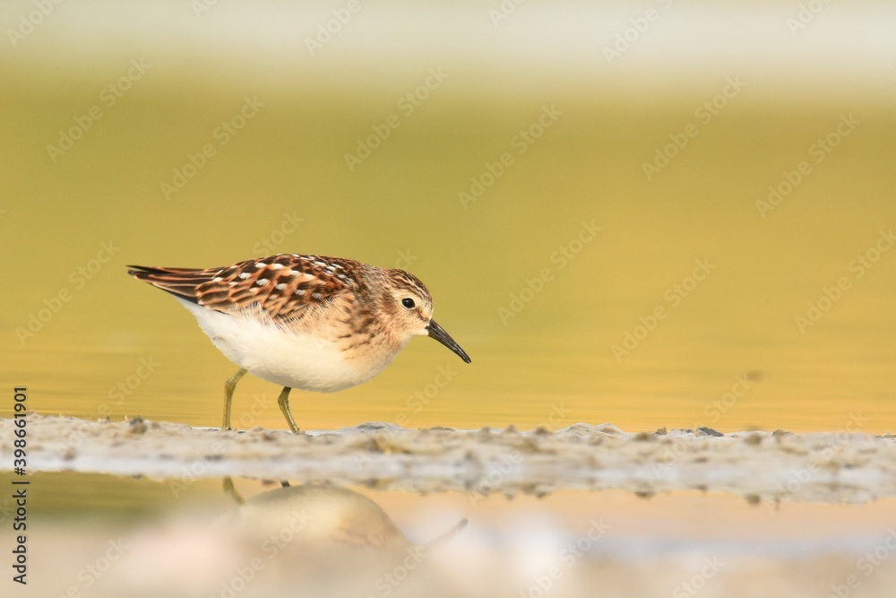 A Least Sandpiper feeds along the shore of a pond on the Colorado prairie. A Least Sandpiper feeds along the shore of a pond on the Colorado prairie.