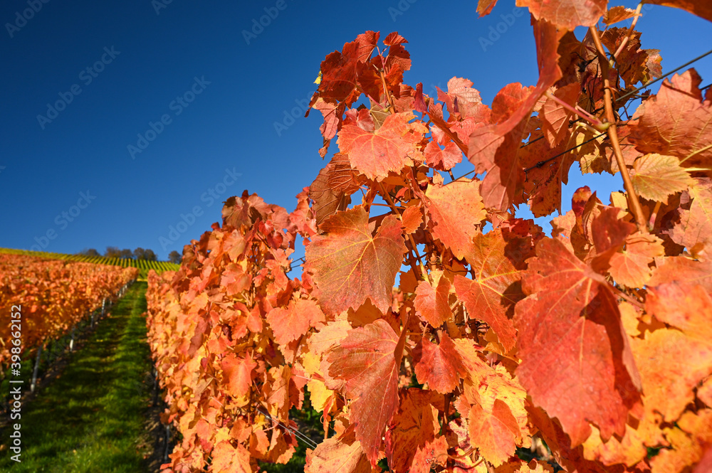 Close-up of red colored vine leaves in a vineyard during autumn. Close-up of red colored vine leaves in a vineyard during autumn.