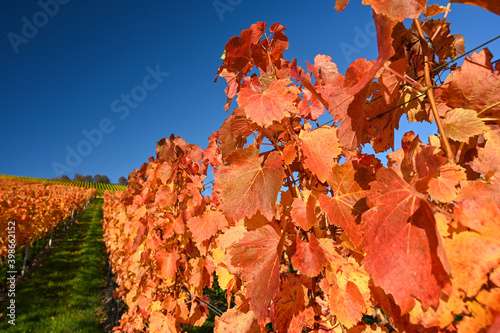 Close-up of red colored vine leaves in a vineyard during autumn. 