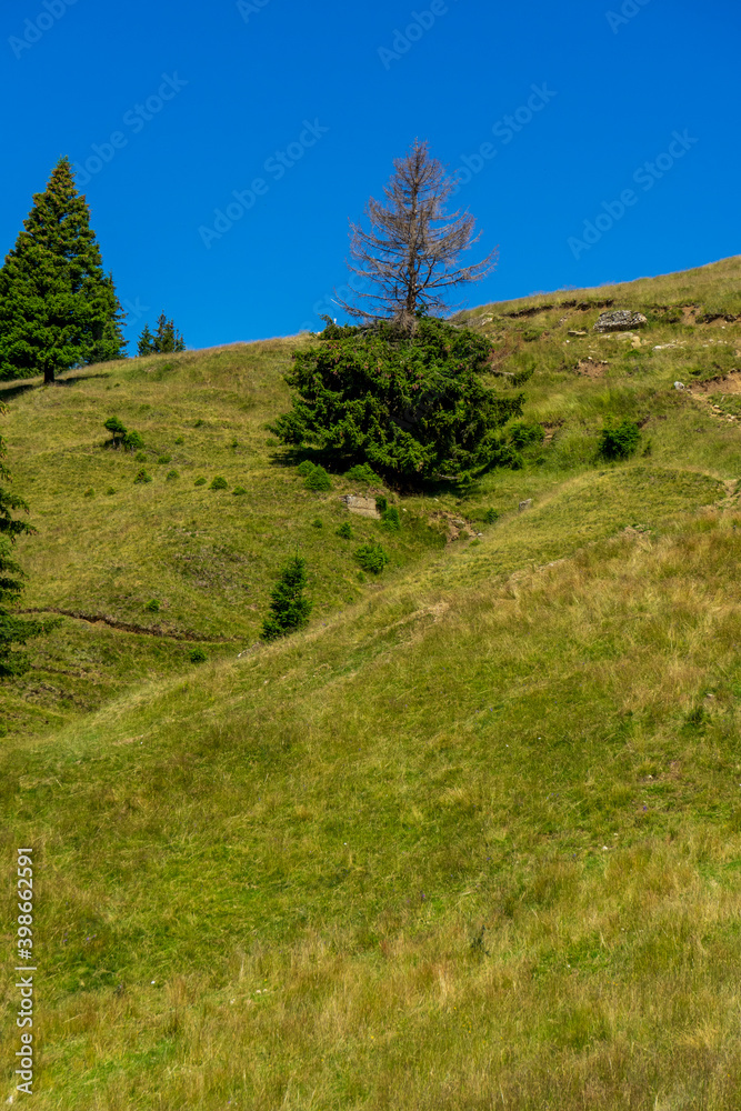 Obraz premium Massive pine tree, half dried, half green, in Bucegi national park, Carpathian mountains, Romania