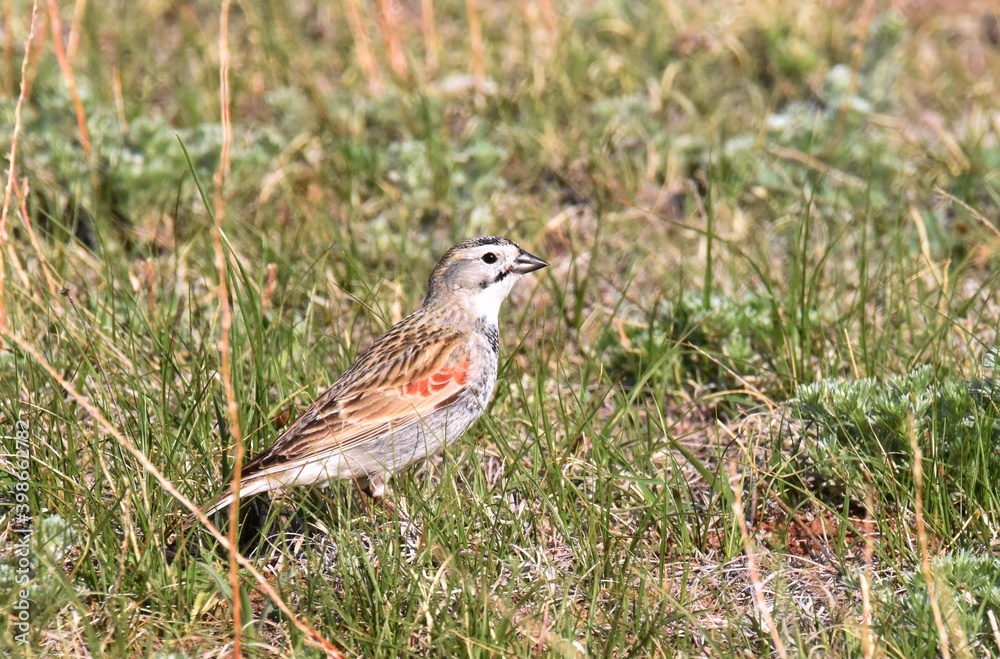 A Thick-billed Longspur wanders the Colorado prairie on a summer day. A Thick-billed Longspur wanders the Colorado prairie on a summer day.