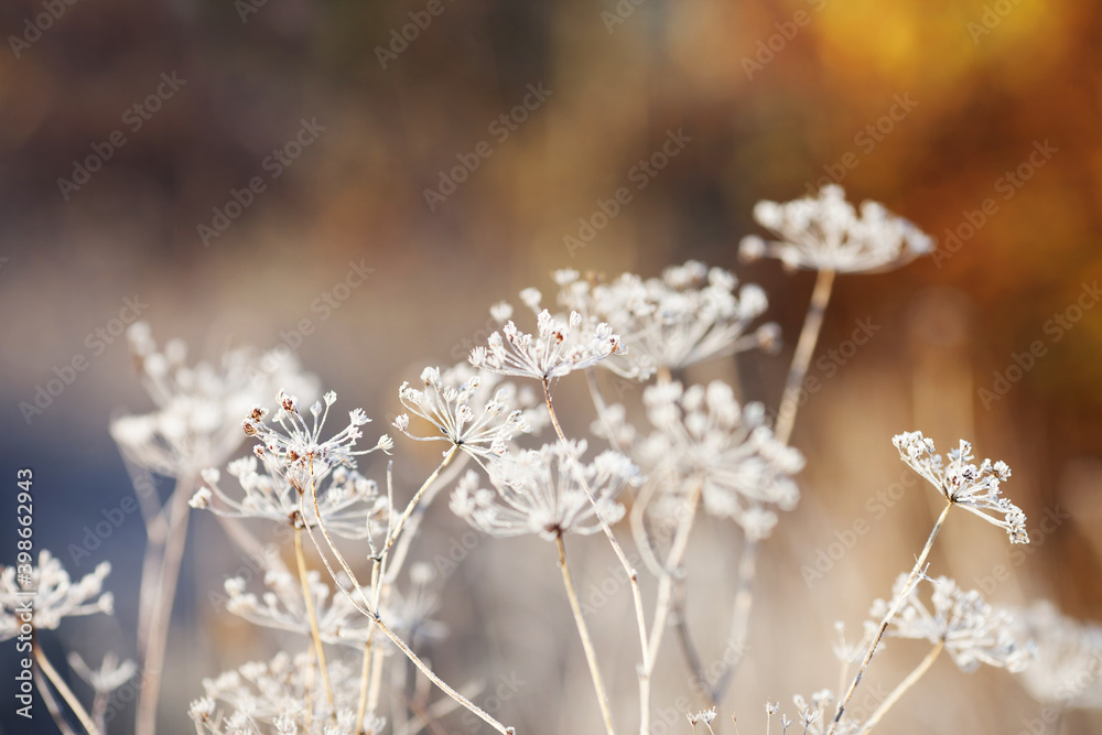 Frost covered wild flowers. First frost in autumn countryside meadow. Orange autumn background. Soft fokus. Copy space Frost covered wild flowers. First frost in autumn countryside meadow. Orange autumn background. Soft fokus. Copy space