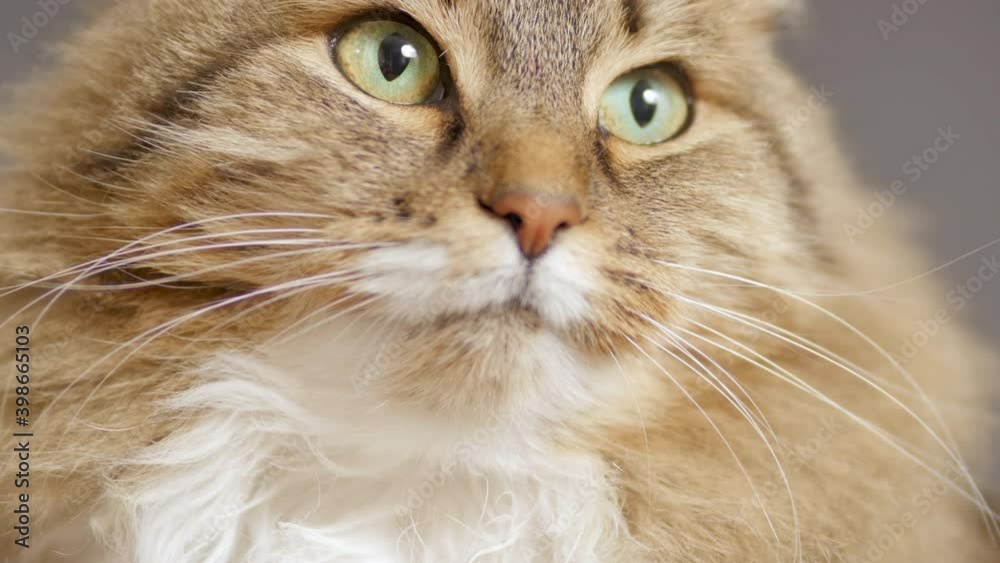 cute cat on gray studio background, fluffy Siberian cat looking, concept of pets, domestic animals, close up face