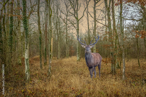a buck deer standing in a field © Ralph Lear