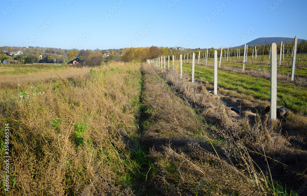 Fence posts for the fence of the apple orchard in a countryside
