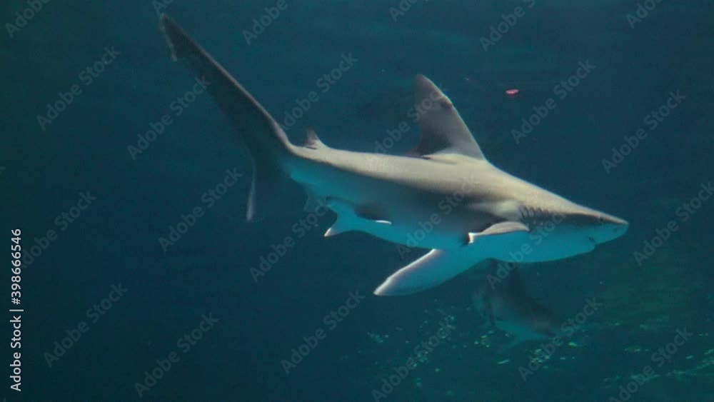Sandbar shark swimming with other fish in the aquarium in Japan. Carcharhinus plumbeus. 4K. Close up. Sandbar shark swimming with other fish in the aquarium in Japan. Carcharhinus plumbeus. 4K. Close up.