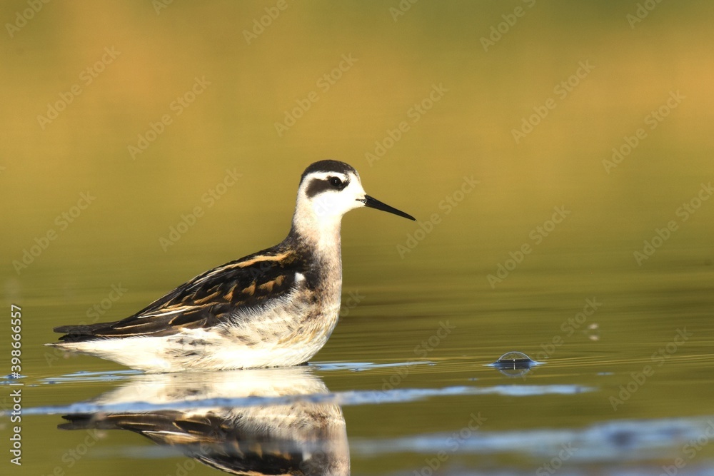 An immature Red-necked Phalarope poses on a small pond in Colorado during fall shorebird migration. An immature Red-necked Phalarope poses on a small pond in Colorado during fall shorebird migration.
