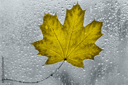 Autumn fallen yellow leaf on a glass window with raindrops in illuminating and ultimate gray, the 2021 color