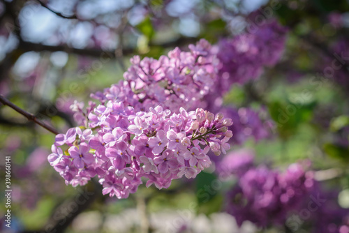 Close-up of the lilac flowering