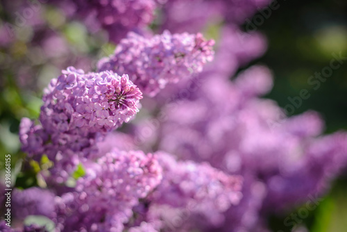 Close-up of the lilac flowering