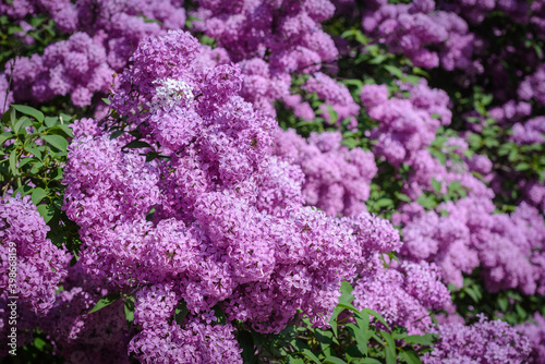 Close-up of the lilac flowering