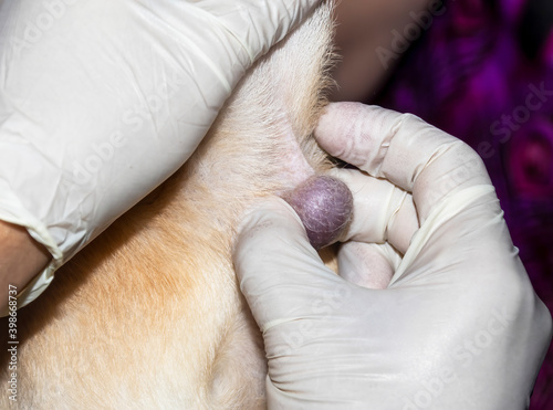 A veterinarian examining a tumor