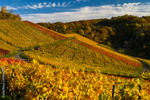 Yellow-brown colored vineyards on a hill during autumn with a winegrower's hut in the center.