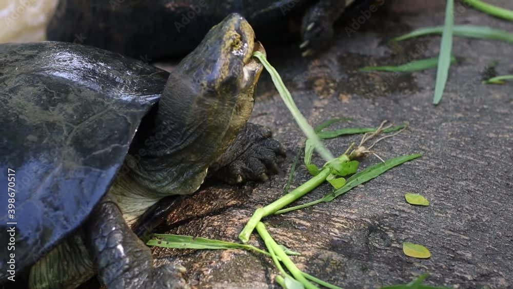 Turtles were eating morning glory that people brought in the zoo Turtles were eating morning glory that people brought in the zoo