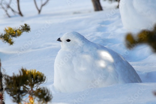 Slika na platnu A White-tailed Ptarmigan walks across the snow in the Colorado mountains