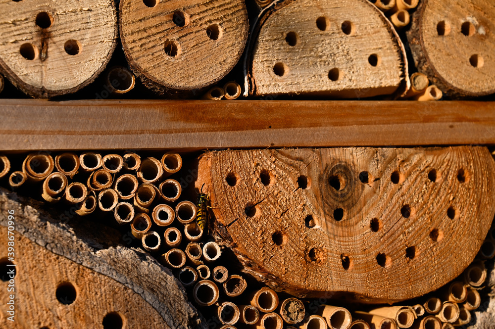 A wasp on an insect hotel illuminated by the golden evening sunlight ...