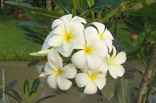 White plumeria flower in nature