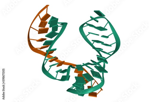 Structure of hammerhead ribozyme, 3D cartoon model isolated, white background © Walter_D