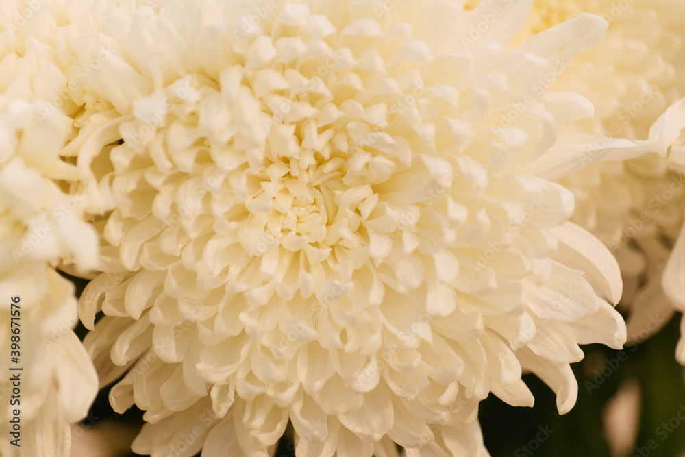 Flowers Astra close-up Flowers Astra close-up