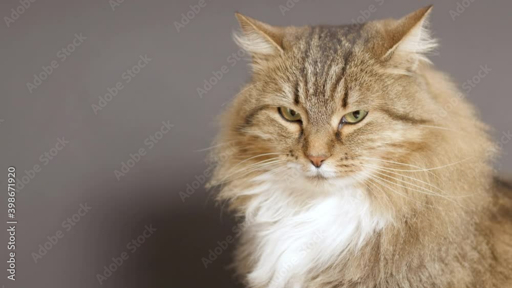 cute cat on gray studio background, fluffy Siberian cat looking, concept of pets, domestic animals cute cat on gray studio background, fluffy Siberian cat looking, concept of pets, domestic animals