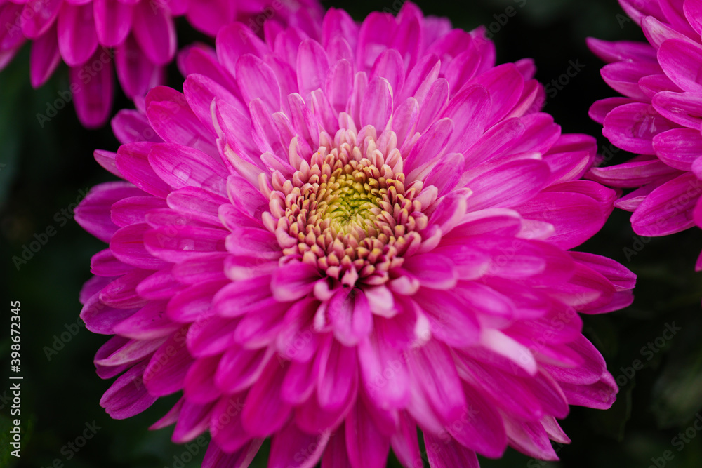 Flowers Astra close-up. Bright pink buds of beautiful Asters. Autumn flowers. PHOTO for computer. Macro photography of flowers