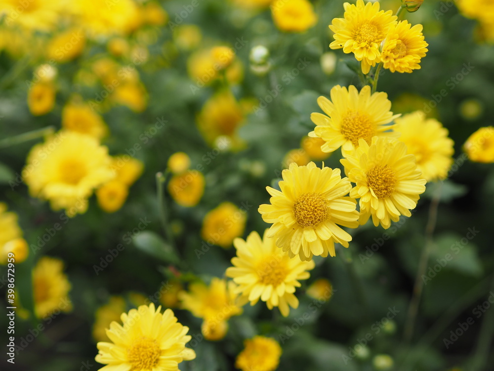 Chrysanthemum indicum Scientific name Dendranthema morifolium, Flavonoids,Closeup pollen of bush yellow flower blooming in garden on blurred of nature background Chrysanthemum indicum Scientific name Dendranthema morifolium, Flavonoids,Closeup pollen of bush yellow flower blooming in garden on blurred of nature background